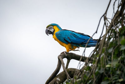 Low angle view of a parrot perching on branch against sky