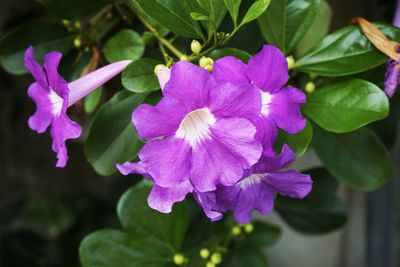 Close-up of purple flowering plant