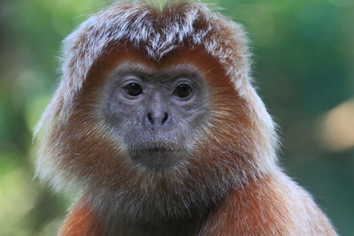 Close-up portrait of a javan lutung