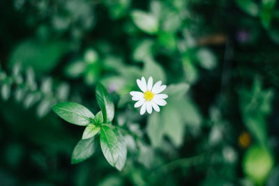 Close-up of flowering plant