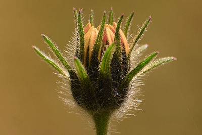 Close-up of plant