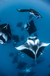 Wide angle view of a school of manta rays, baa atoll