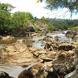 River stream amidst trees against sky