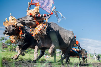 Makepung, traditional bull race in bali, indonesia.