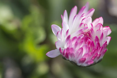 Close-up of pink flower