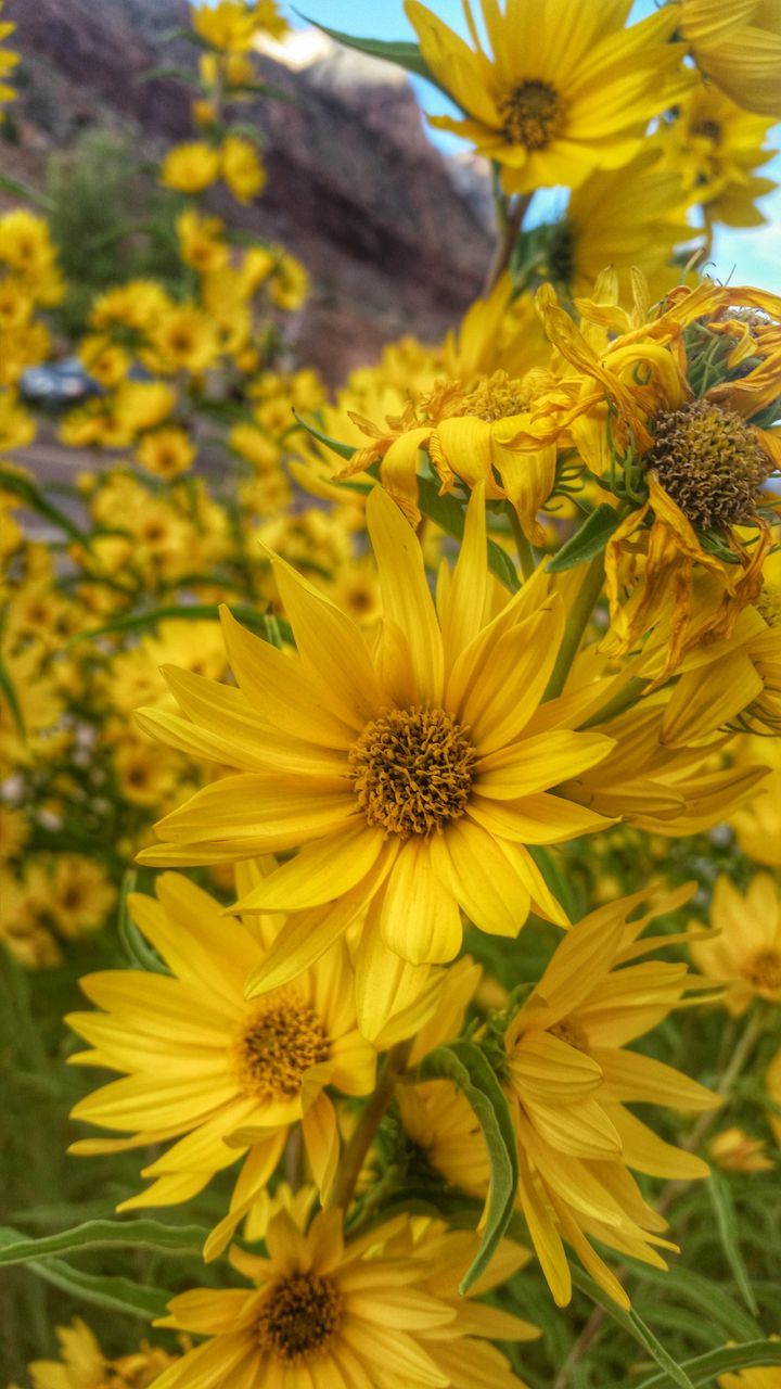 flower, yellow, freshness, petal, fragility, flower head, growth, beauty in nature, blooming, nature, pollen, plant, close-up, in bloom, focus on foreground, blossom, day, outdoors, no people, park - man made space