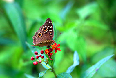 Close-up of butterfly pollinating flower