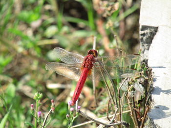 Close-up of dragonfly on plant