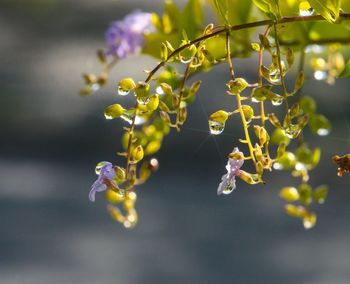 Close-up of flowering plant