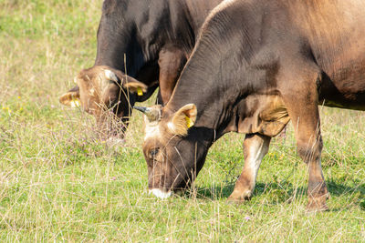 Horses in a field