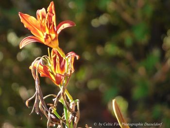 Close-up of red flowering plant