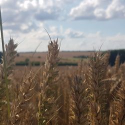 Close-up of wheat field against sky