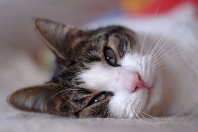 Close-up portrait of cat