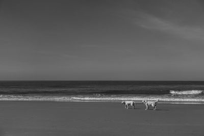 Dogs at beach