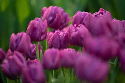 Close-up of pink flowering plants in park