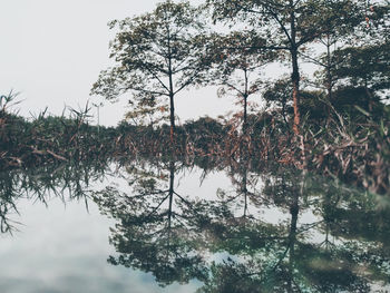 Reflection of trees in lake against sky