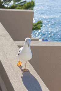 High angle view of seagull perching on retaining wall