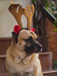 Close-up of dog looking away