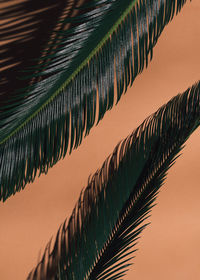 Close-up of leaves against sky during sunset