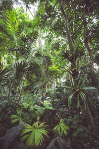 View of trees in forest