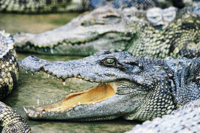 Close-up of crocodile in water