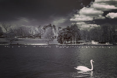 View of birds by lake against sky