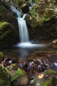 Scenic view of waterfall in forest