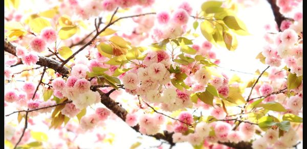 Close-up of pink cherry blossoms in spring