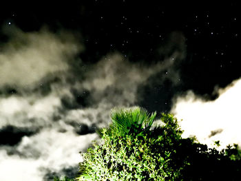 Low angle view of trees against sky at night