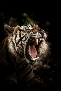 Close-up of a cat yawning