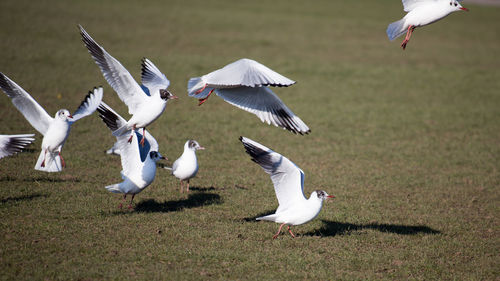 Seagulls flying over grassy field