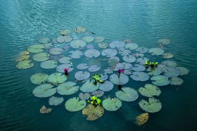 Close-up of lotus water lily in pond