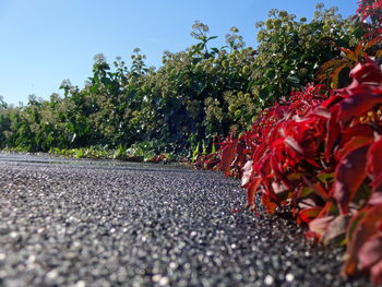 Surface level of road amidst trees against clear sky