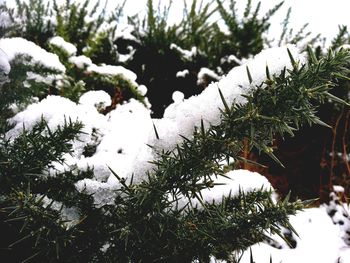 Close-up of frozen tree on field against sky