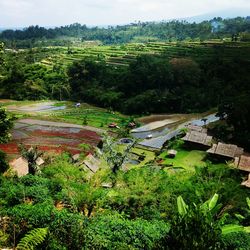 Scenic view of green landscape