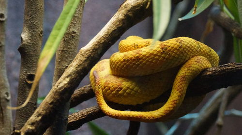 Close-up of lizard on tree