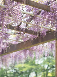 Purple flowering plants