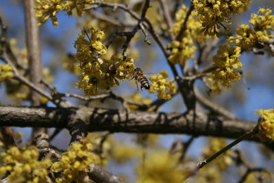 Low angle view of cherry blossom tree