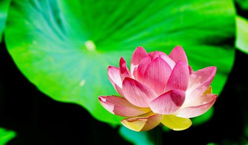 Close-up of pink lotus water lily