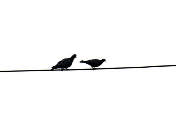 Low angle view of birds perching on cable against sky