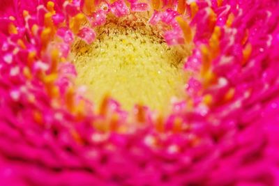 Full frame shot of pink flowering plant