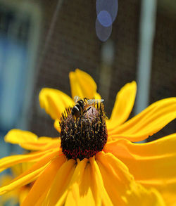 Close-up of bee on yellow flower