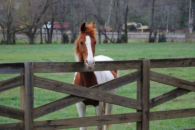 Horse in ranch