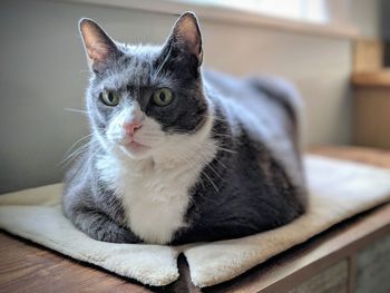 Close-up of cat looking away