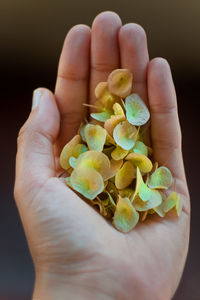 Close up woman hand with flower petals concept photo