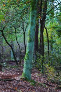 Trees in forest