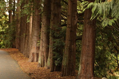 View of trees in the forest