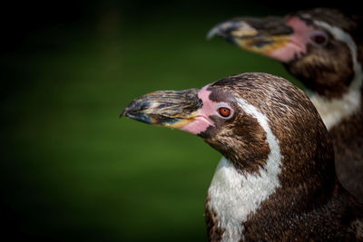Close-up of a bird