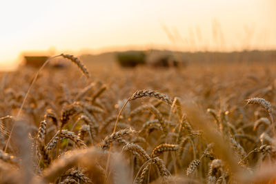 Close-up of wheat growing on field