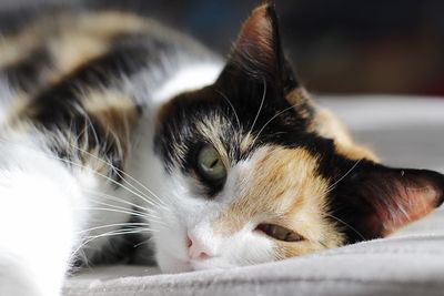 Close-up portrait of a cat